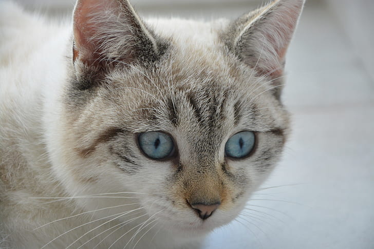 short-fur white and grey cat