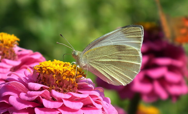 white sulfur butterfly on pink flower during daytime