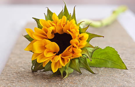 yellow sunflower in bloom on gray surface