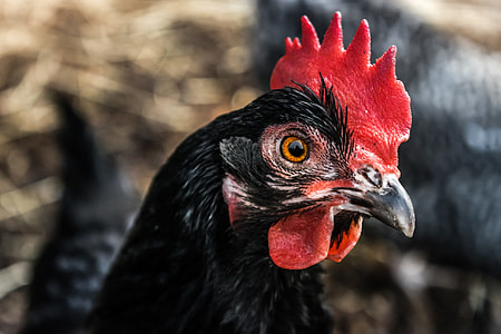 shallow focus photography of black and red rooster