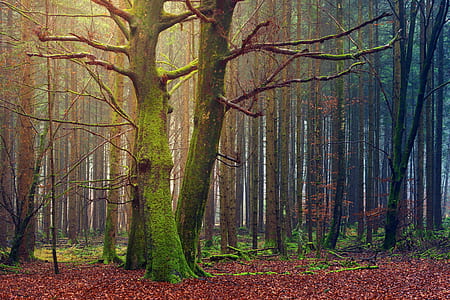 photography of forest during daytime