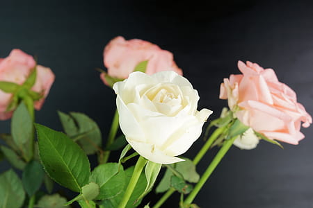 shallow focus photography of white and pink rose