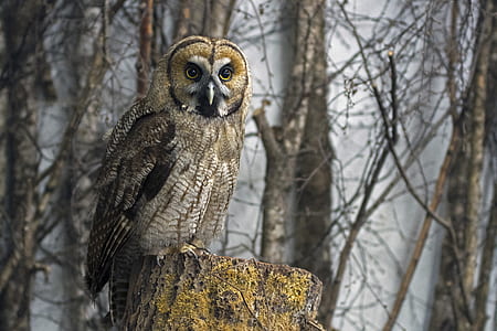 owl perching on tree trunk