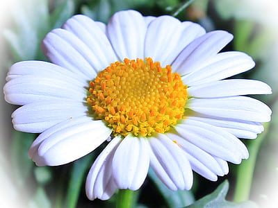 daisy flower in tilt shift lens photo