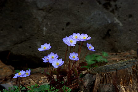 closeup photography of purple Spring starflowers