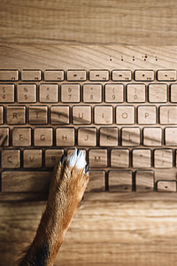 Dogs paw on the wooden keyboard