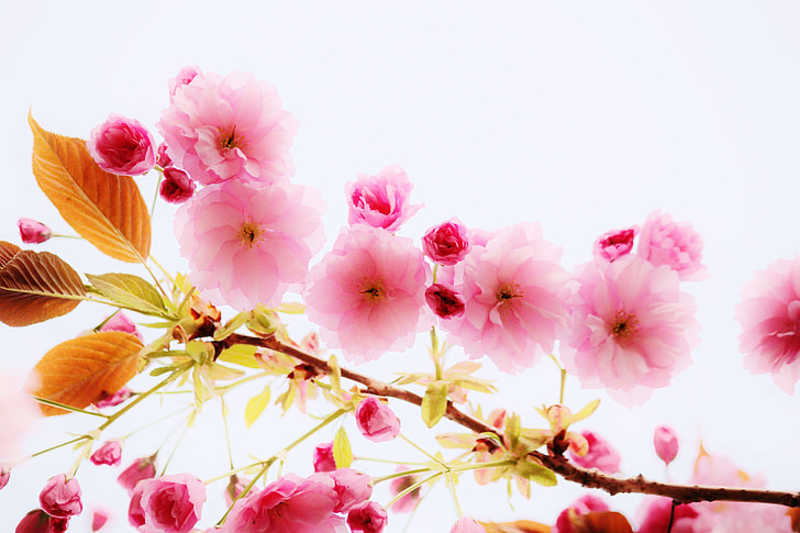 closeup photography of pink blossoms
