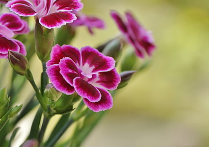 pink petaled flowers on focus photo