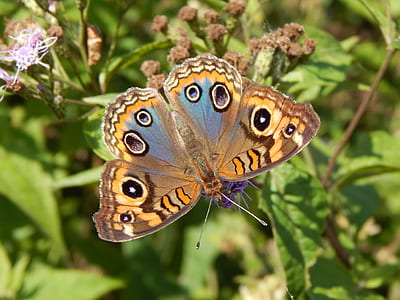 common buckeye butterfly perched on green leaf plant