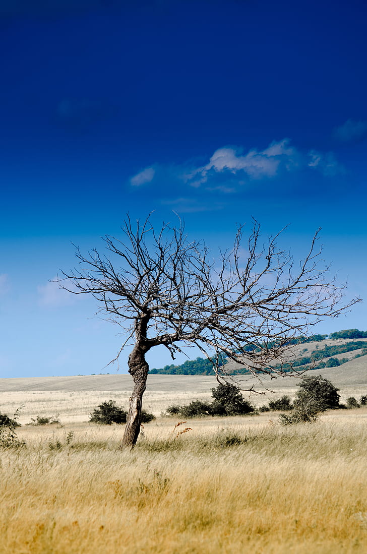 photo of leafless tree on grass field