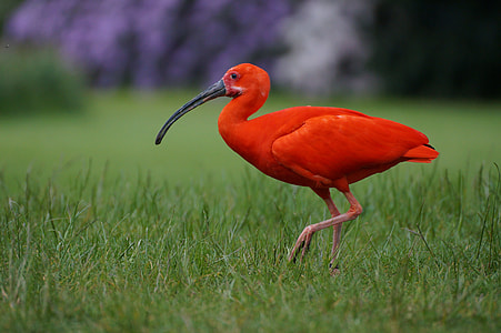 red bird walking on green grass field