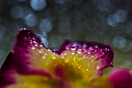 close-up photograph of pink and yellow petaled flower with water droplets