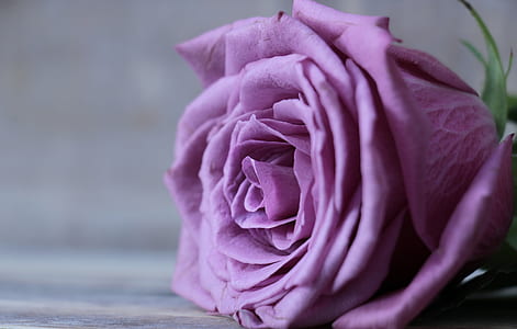 selective focus photography of purple rose