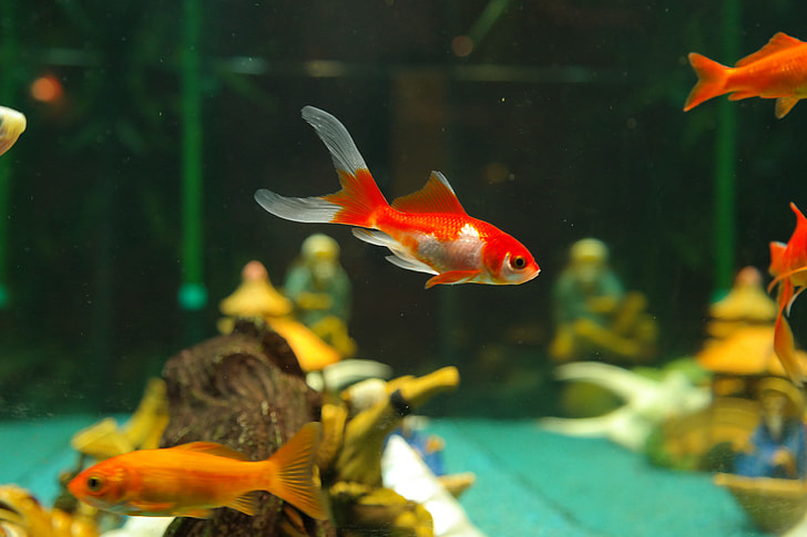 red and orange fishes in fish tank