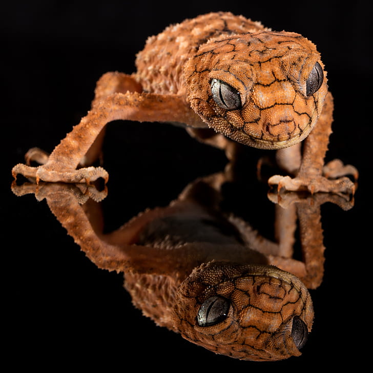 photo of brown leopard gecko