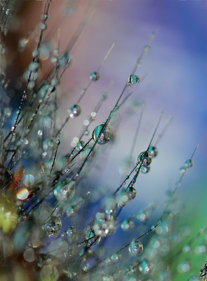 close-up photography of water dews