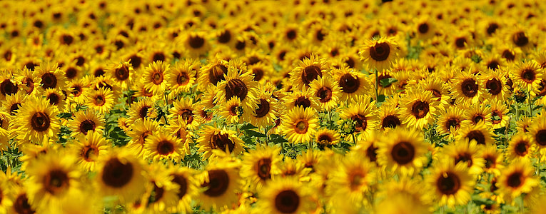 photography of sunflower field