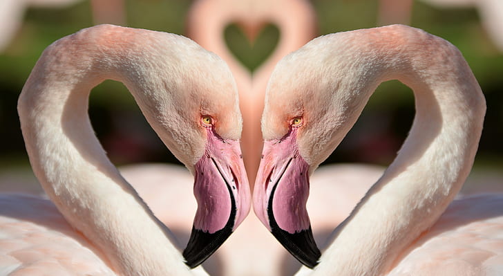 two pink Flamingo swans at daytime