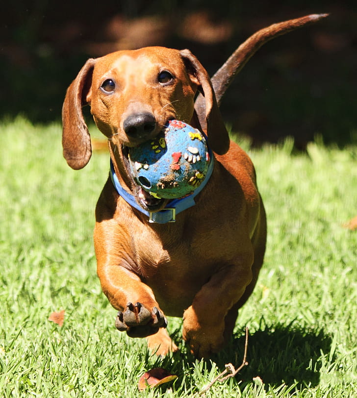 photo of red smooth dachshund on grass field