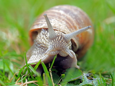 brown snail on grass