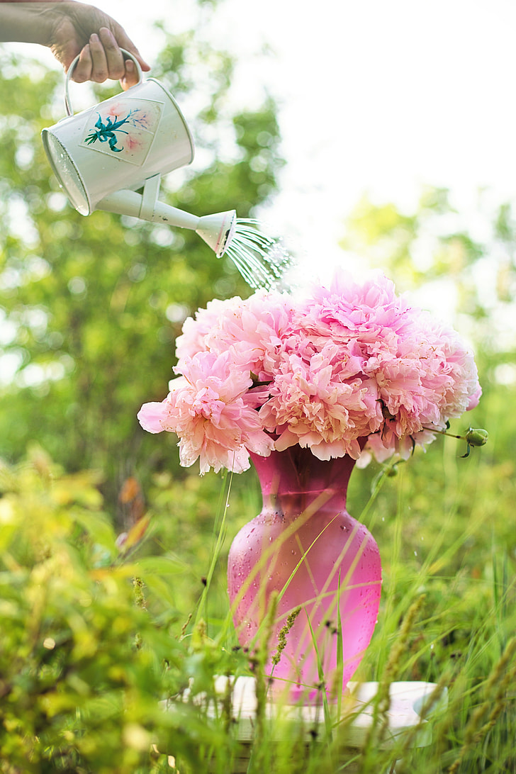 person holding watering can and pink flowers with pink glass vase at daytime