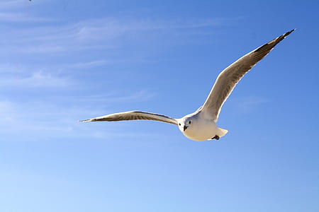 black-billed gull flying at daytime