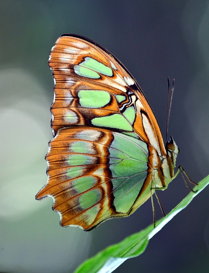 green, brown, and black butterfly on top of green leaf during daytime