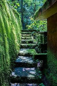 gray concrete steps surrounded by green plants and trees