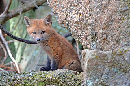 wildlife photography of brown fox
