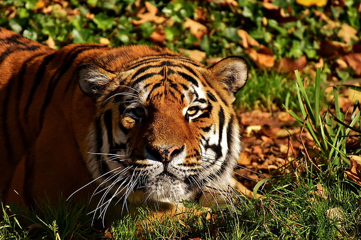 brown tiger lying on green grass