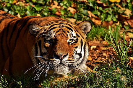 brown tiger lying on green grass