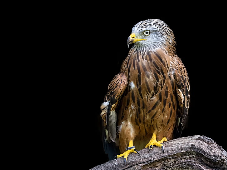 photo of brown eagle
