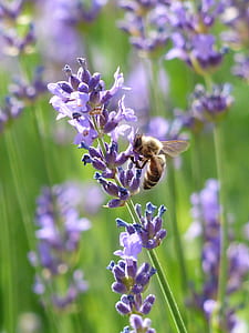 purple lavender lot