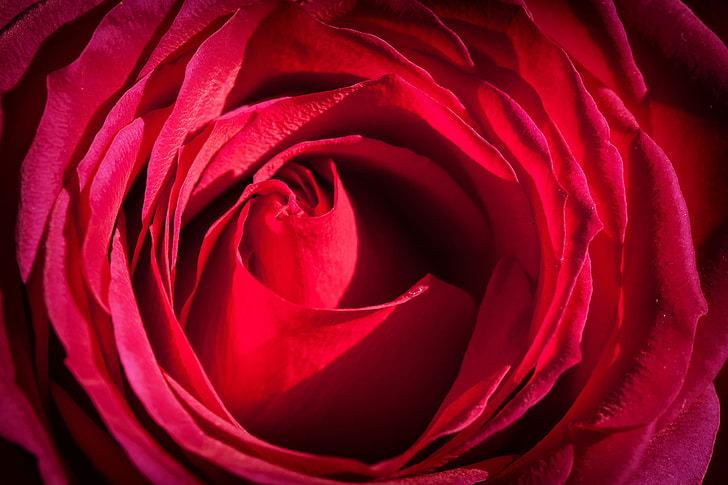 Close-up macro shot of a red rose flower