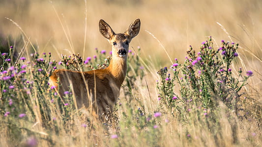 brown deer during daytime