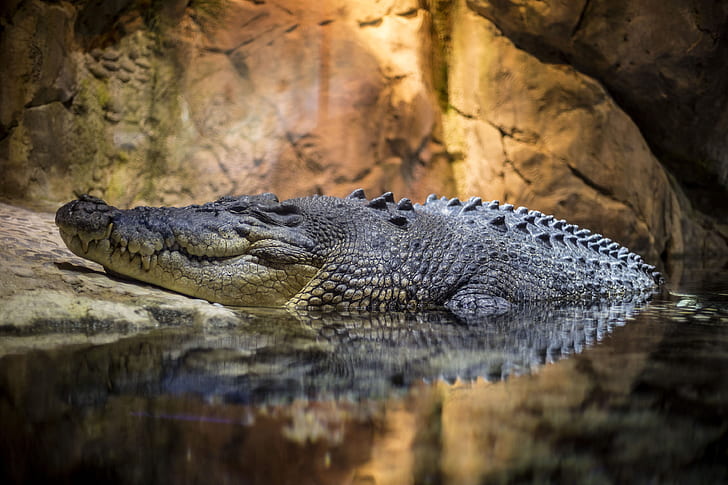grey alligator in water
