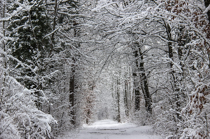 plain pathway between snow covered tress