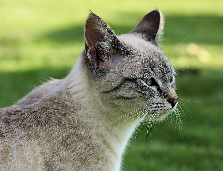 beige and gray Siamese cat