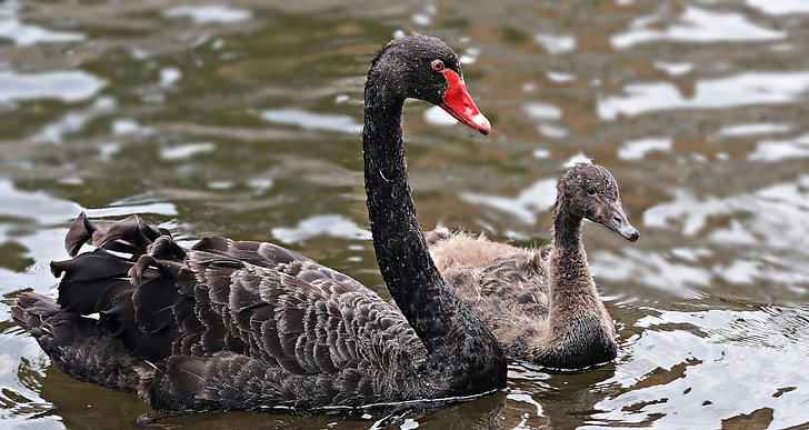 two black and brown swans