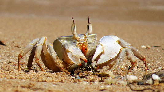 macroshot photo of crab during daytime