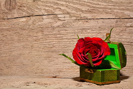 red rose on chest box
