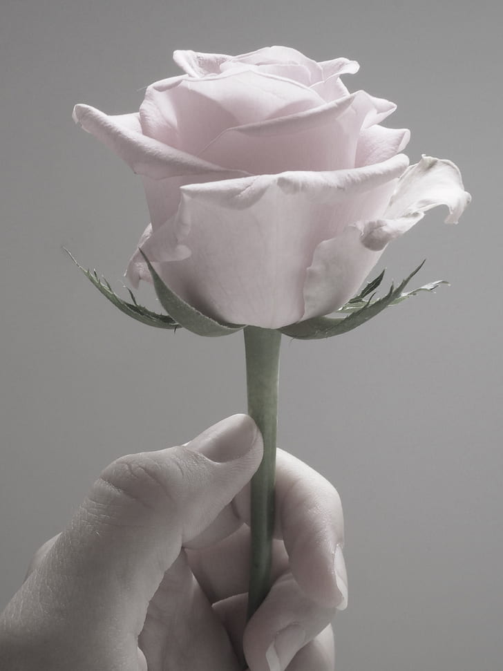 Royalty-Free photo: Person holding white rose
