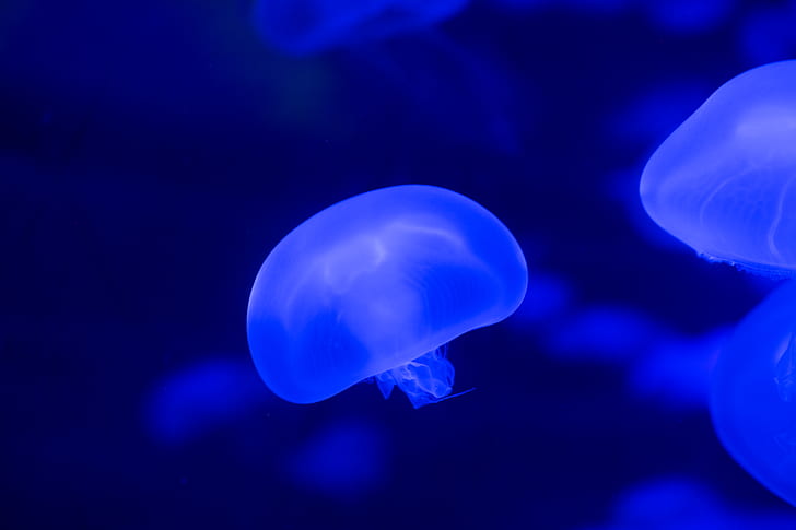 Closeup Photo of Jellyfish