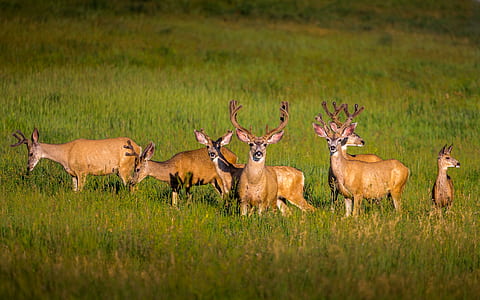 photographed of group of brown deer