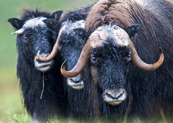 three black yaks