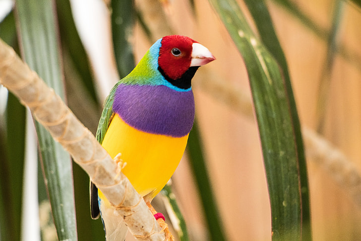 multicolored bird on plant trunks