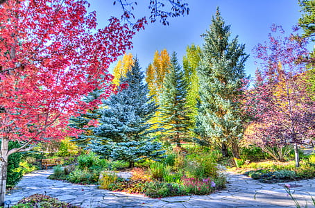 assorted-color of trees photo edit