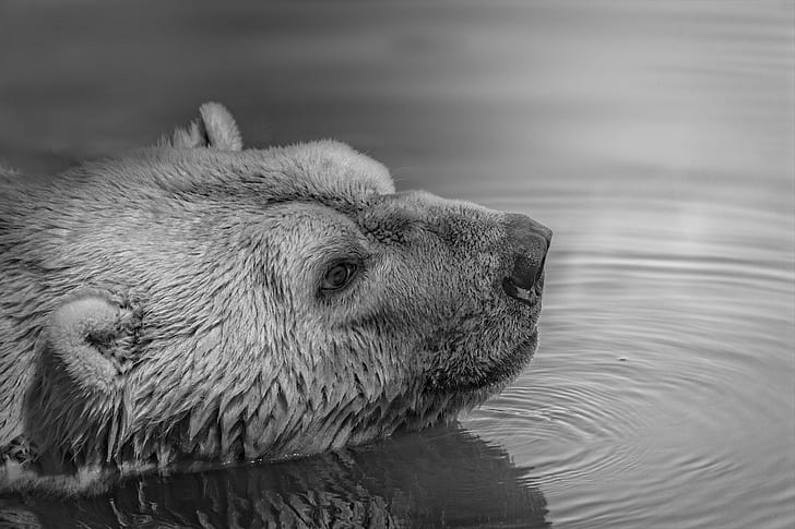 grayscale photo of bear on body of water