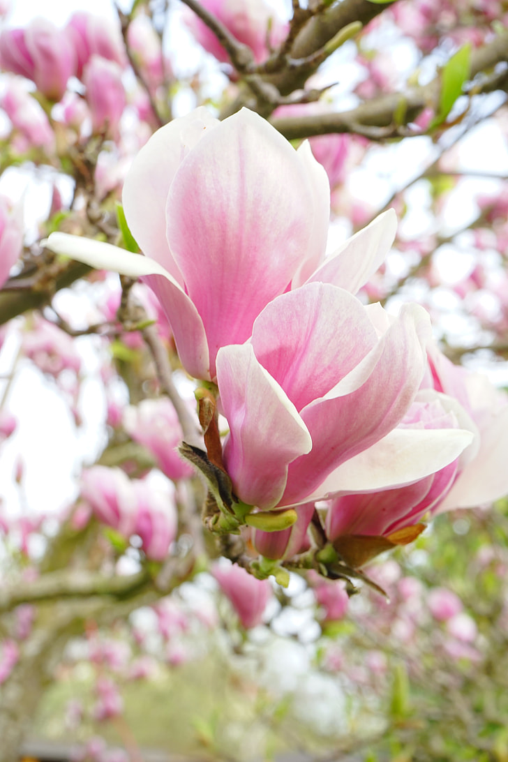 closeup photo of pink magnolias at daytime