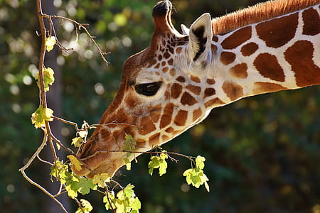 brown giraffe and tree leaves